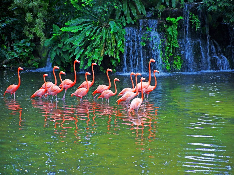292996__pond-with-pink-flamingos_p